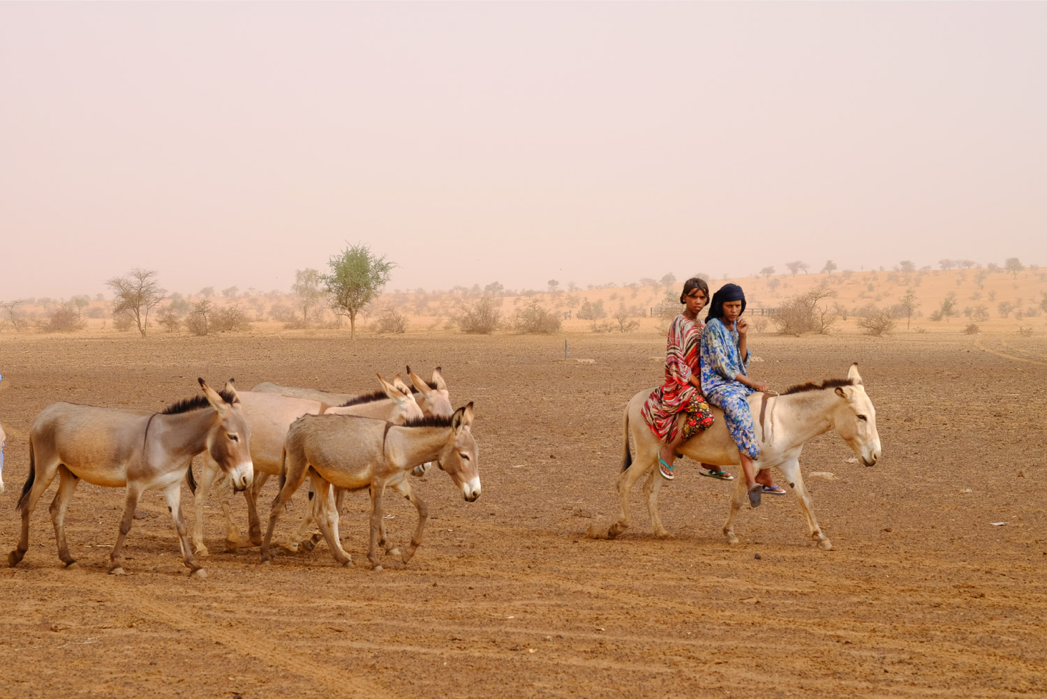 photographie-Anes-Desert