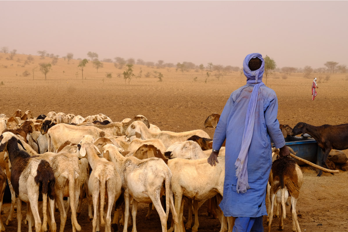 photographie-Gardien-Troupeau-Desert