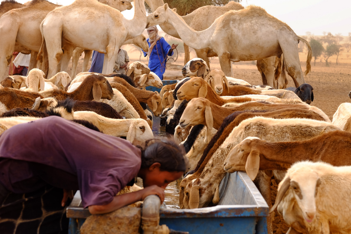 Photographie-Eau-Femme-Animaux-Desert