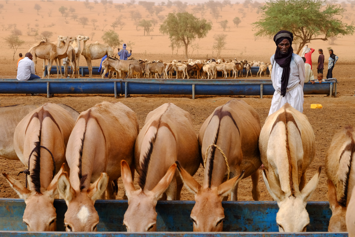 photographie-Portrait-Ane-Touareg