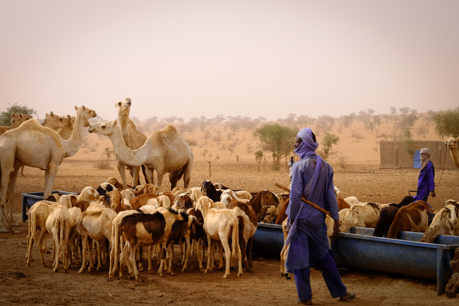 photographie-animaux-desert-Niger