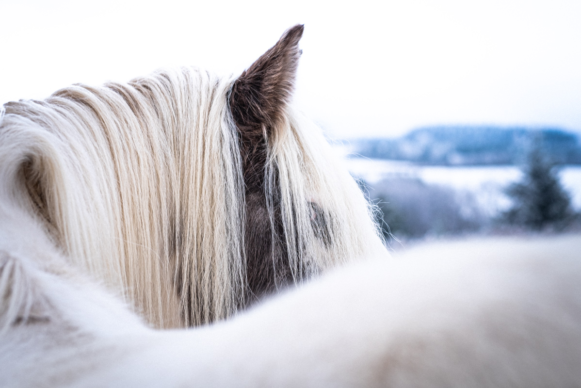 photographie-cheval-blanc