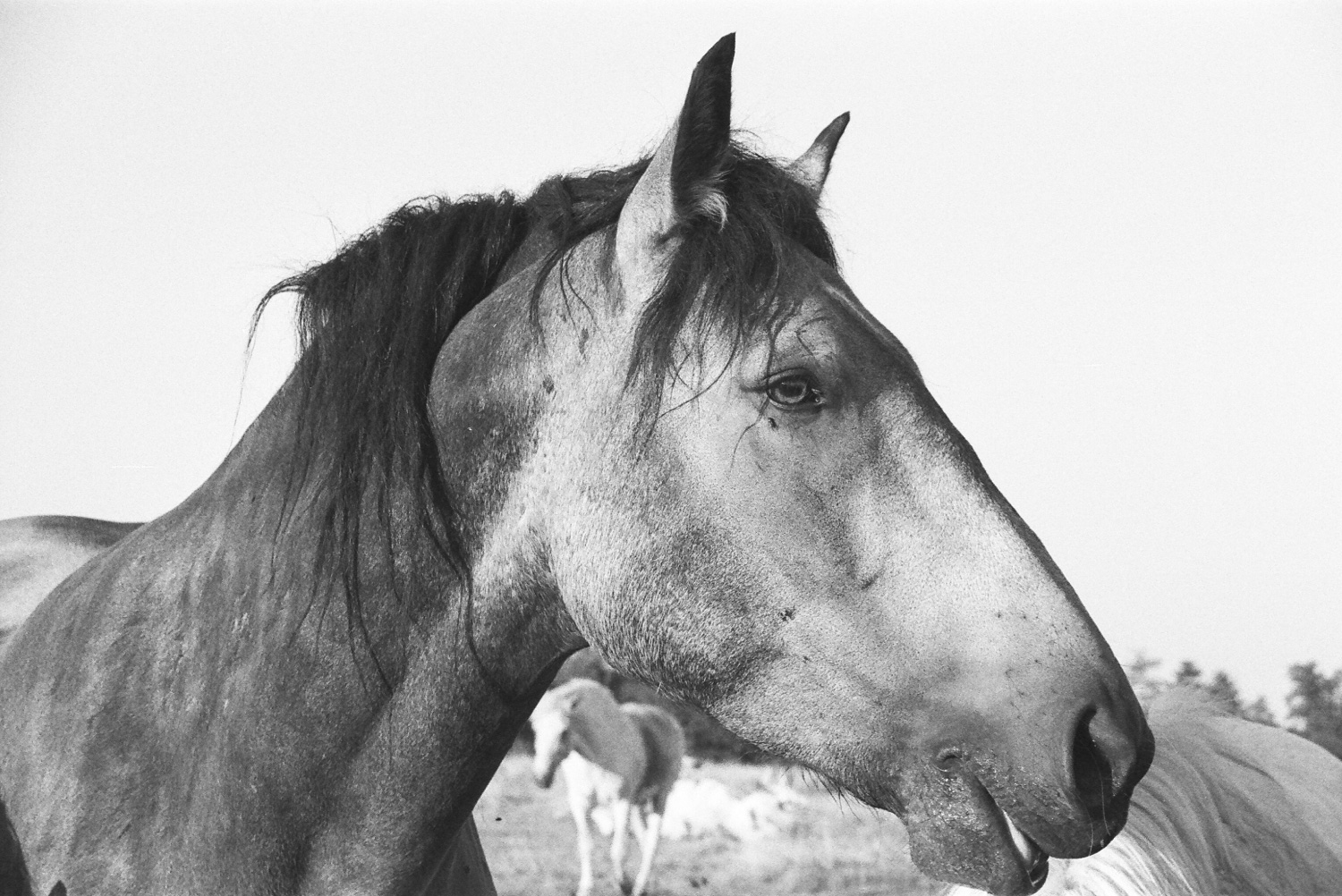 photographie-cheval-haute-savoie