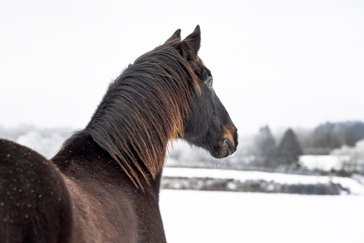 photographie-paysage-hivernal-cheval